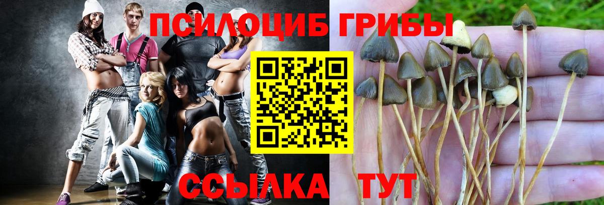Галлюциногенные грибы Cubensis  Вход с VPN  Галлюциногенные грибы мицелий  Сокол 